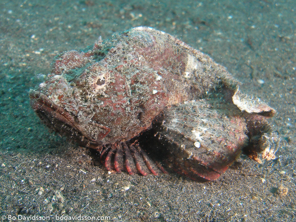 BD-080331-Lembeh-3312543-Scorpaenopsis-macrochir.-Ogilby.-1910-[Flasher-scorpionfish].jpg